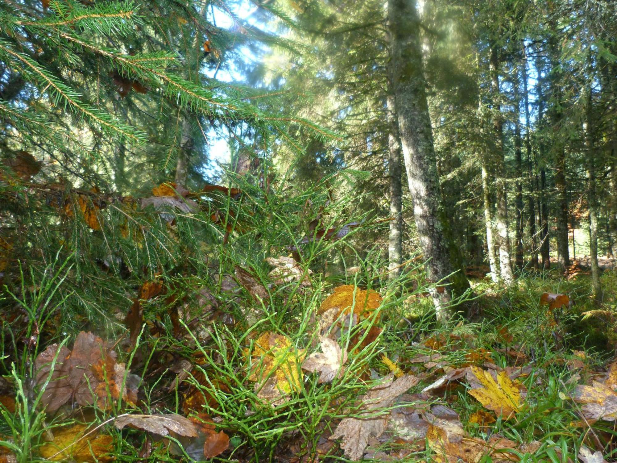 Domaine Des Hauts Viaux La Bresse Eksteriør bilde